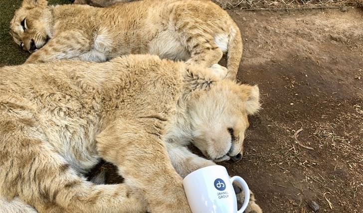 2017 winner — the JG mug with sleeping lion cubs in South Africa