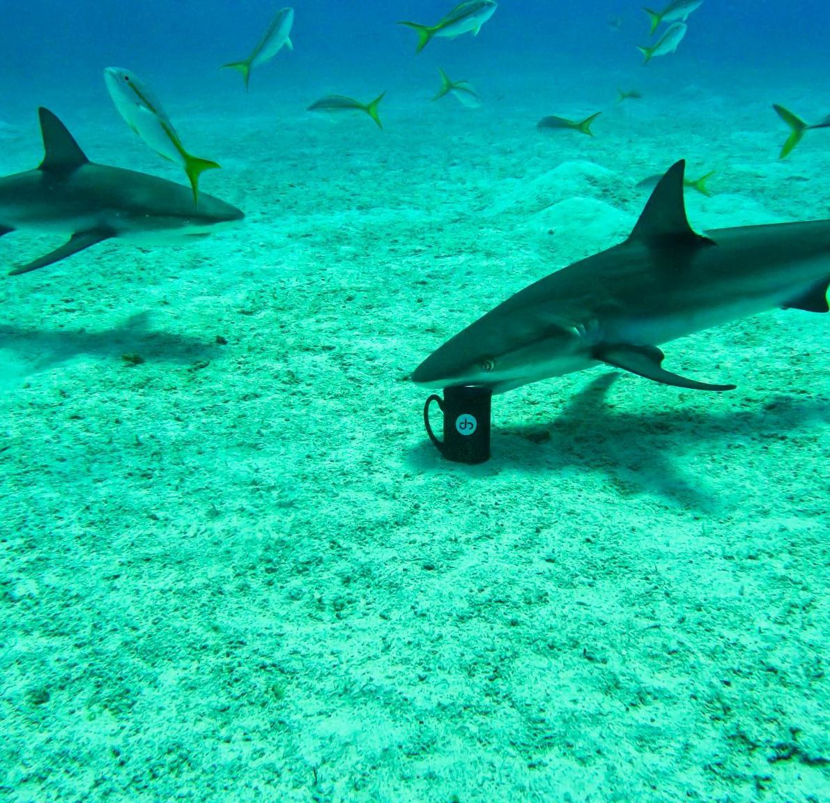 2023 winner — the JG mug on the seafloor with reef sharks
